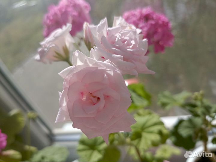 Пеларгония розебудная Леди Гертруда