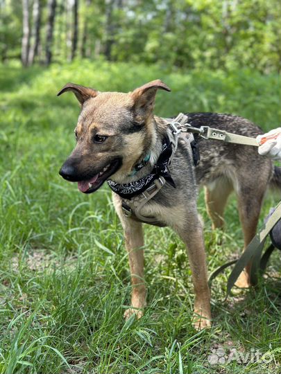 Милый пес будет верным другом