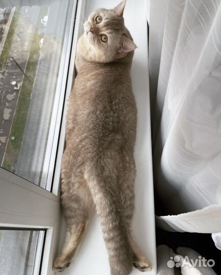 Передержка кошек/котов в домашних условиях