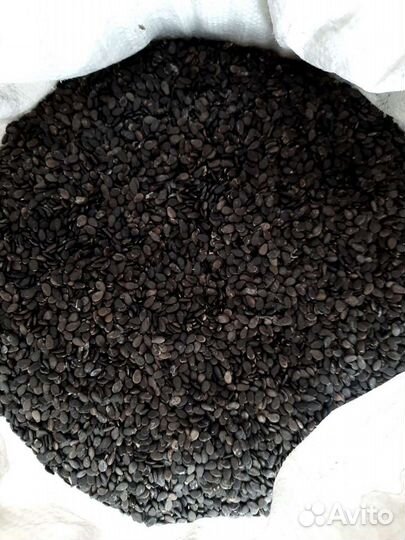 Семена арбуза 