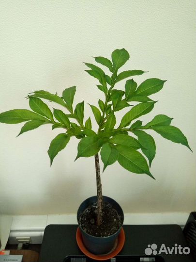 Аморфофаллос