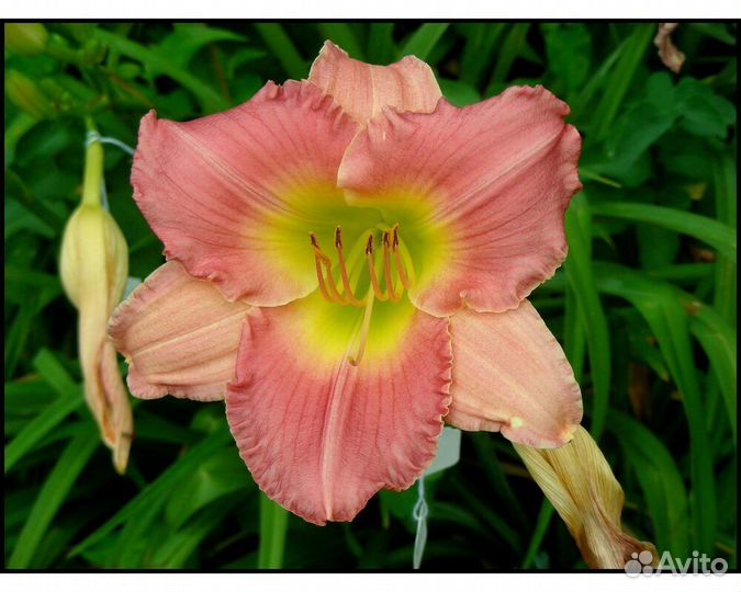 Лилейник Mayah Touch