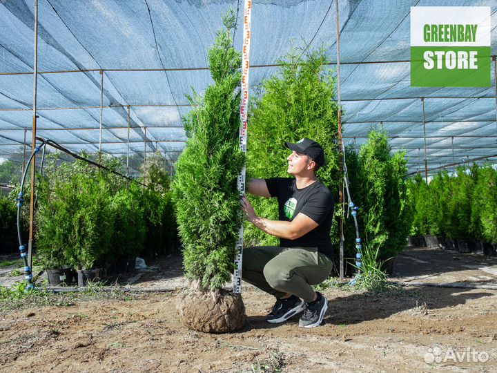 Туя колумна 160 см свежая копка 2023