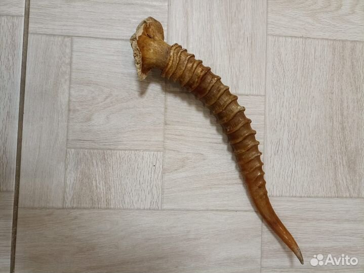 Рог Джейрана