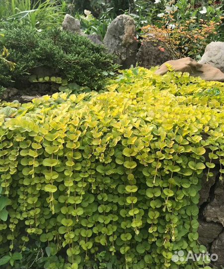 Вербейник монетчатый золотой Бронь