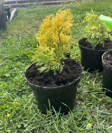 Туя западная Янтарь,Рейнголд