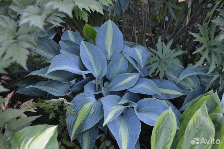 Хосты голубых оттенков