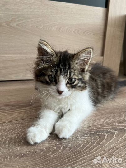 Кошки в добрые руки