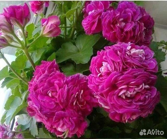 Пеларгония тесс Влада