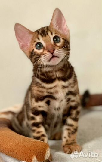 Бенгальская кошечка