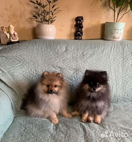 Померанский шпиц домашние любимцы