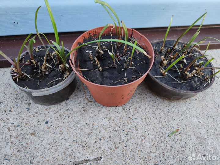 Зефирантес или Выскочка