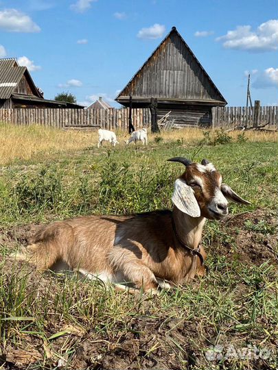 Продаются козы