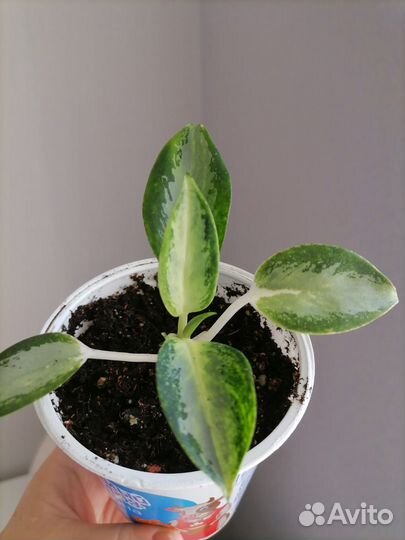 Аглаонема Уши слона