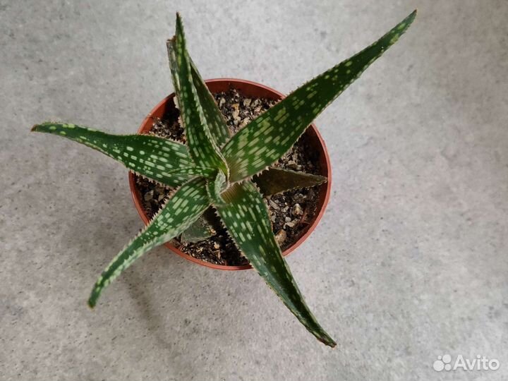 Суккуленты