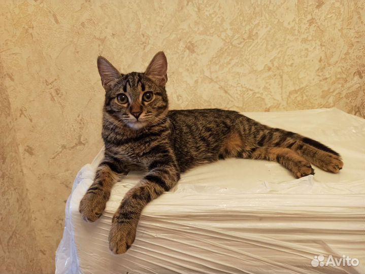 Котик 7 месяцев