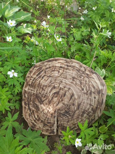 Натуральный слэб вяз обработанный