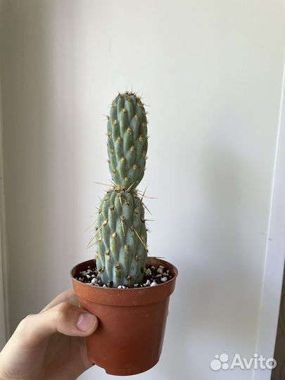 Кактус цилиндропунция Микеля