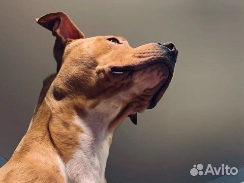 Американский питбультерьер для вязки