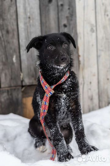 Милейшие щеночки, 3 мес