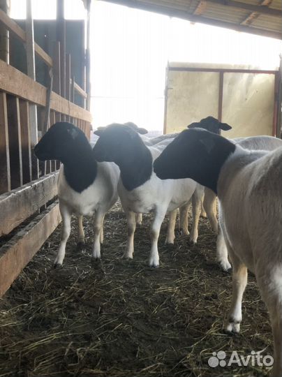 Овцы дорпер