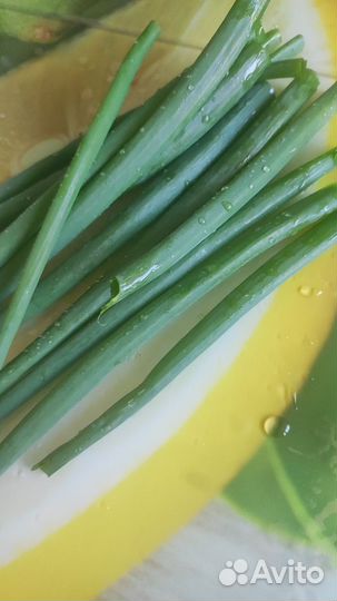 Зеленый лук на перо