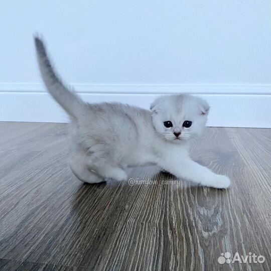 Серебристые котята