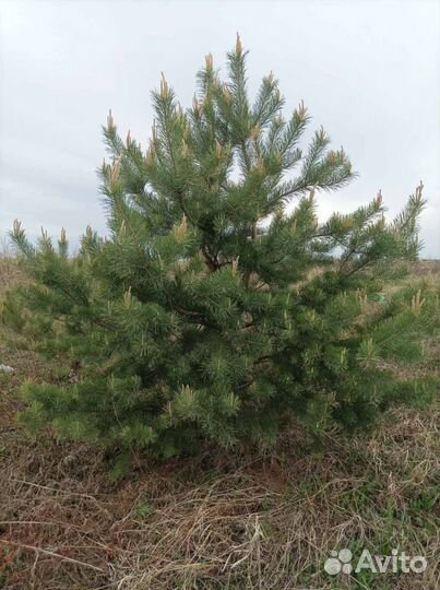 Саженцы сосны 0.5 до 3 метров