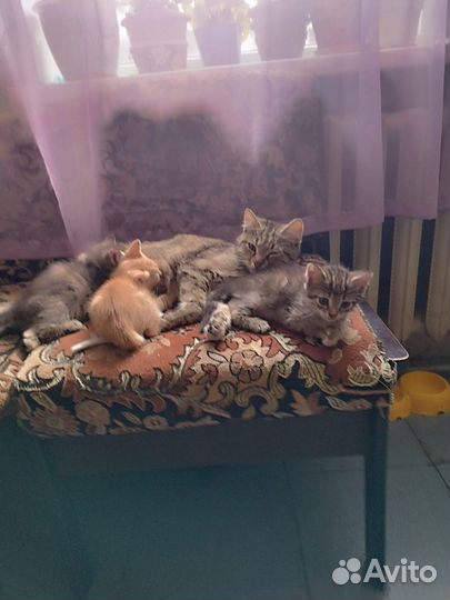 Котята в добрые руки