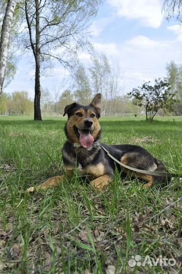 Отдам в добрые руки