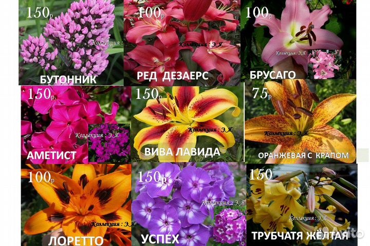 Лилии, флоксы коллекционные. Доставка почтой, 8 кв