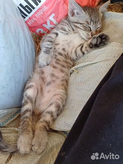 Котята в добрые руки