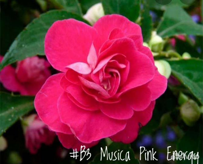 Бальзамин Уоллера Musica Pink Energy