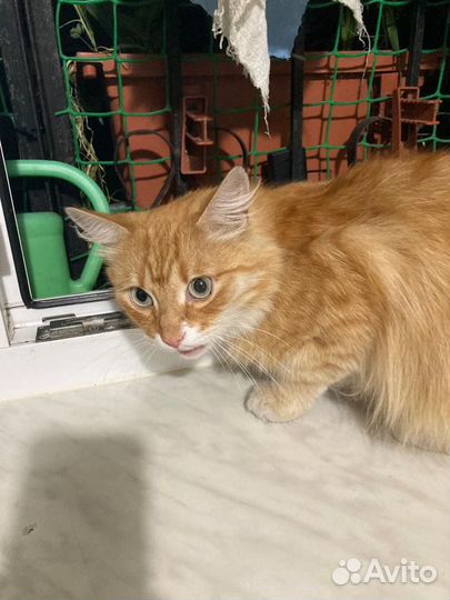 Котик ищет дом