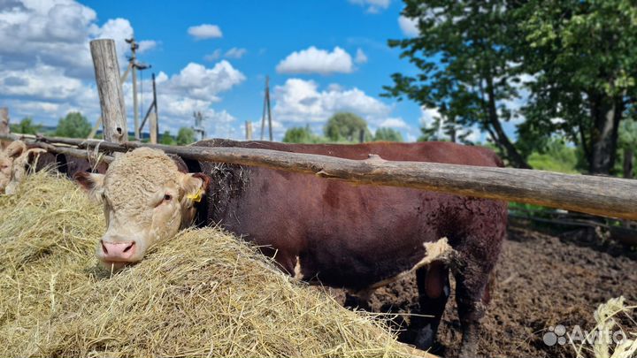 Бычки и быки Герефорды