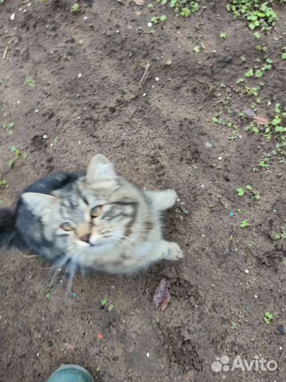 Котята в добрые руки бесплатно мальчик и девочка