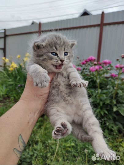 Шотландские котята