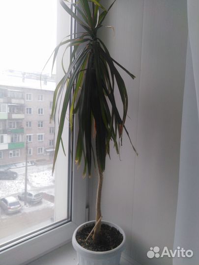 Диффенбахия, фикус,спатифиллум