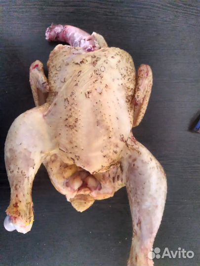 Куры бройлеры тушки мясо