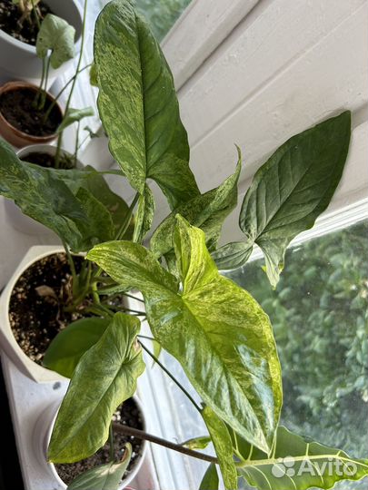 Сингониум моттлед мохито