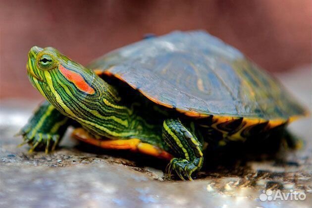 Красноухая черепаха