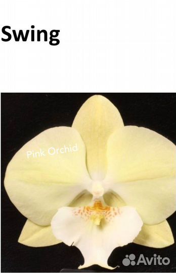 Подростки фаленопсисы в 1.7 торф 3 сорта