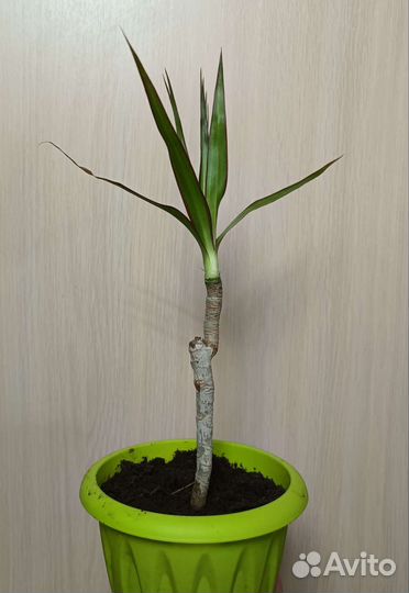 Пальма драцена