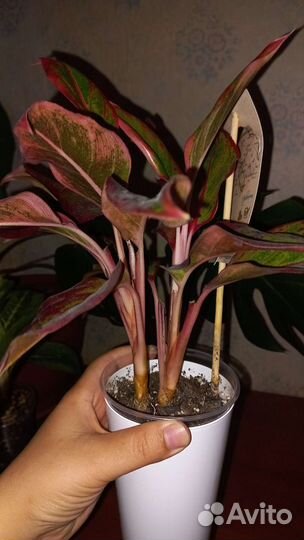 Сортовые аглаонемы