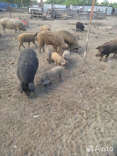 Домашние поросята