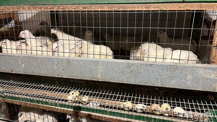 Гуси перепелки