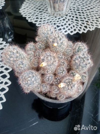 Кактус цветущий, маммилярия