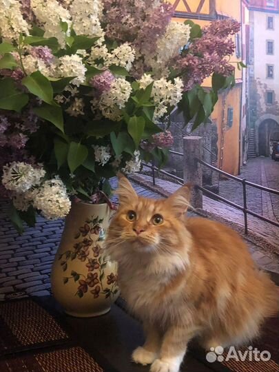 Кошка мейн кун