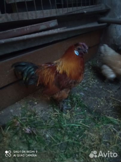 Куры китайские