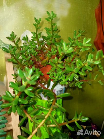 Очиток седум